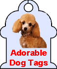 Does your corgi need a dog tag...